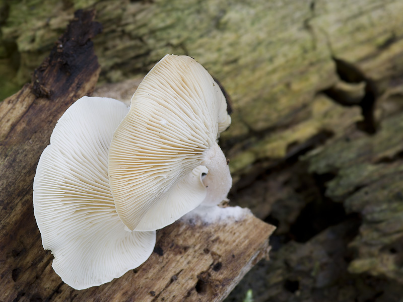 Clitocybe truncicola